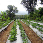 What to buy at The Sila's Agrotourism - Bali