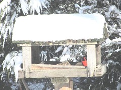 snowstorm 1.20.2012cardinal in back yard feeder