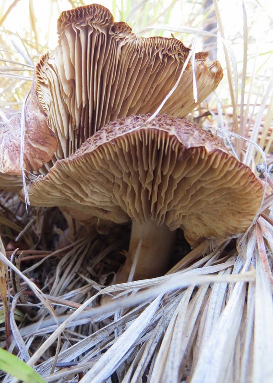 [Side%2520Profile%2520CrystalHarling%255B13%255D.jpg]