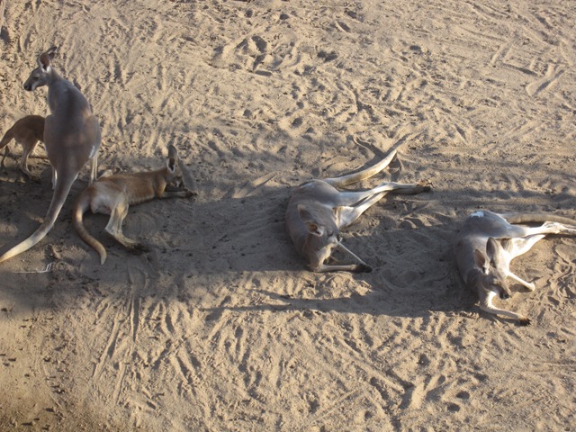 [IMG_8542%255B2%255D.jpg]