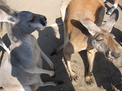 IMG_8716 IMG_8716