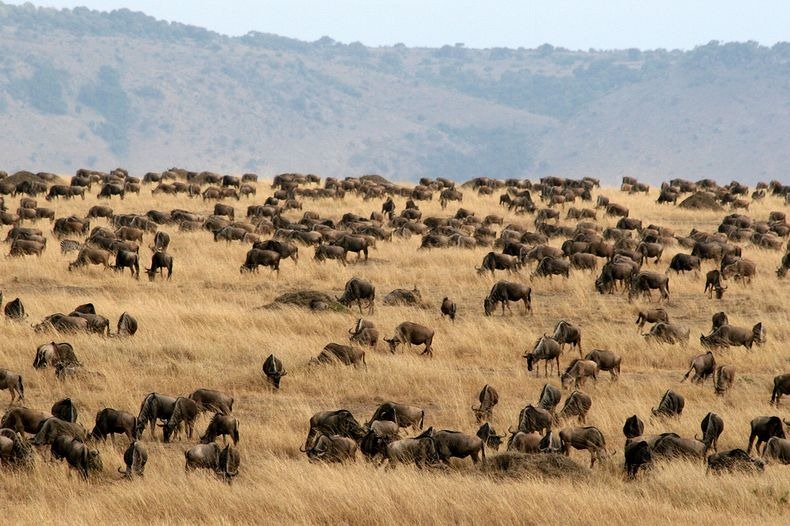 mara-river-crossing-11