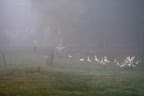 Oktobermorgen in Verlüßmoor