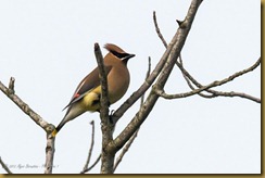 Cedar Waxwing