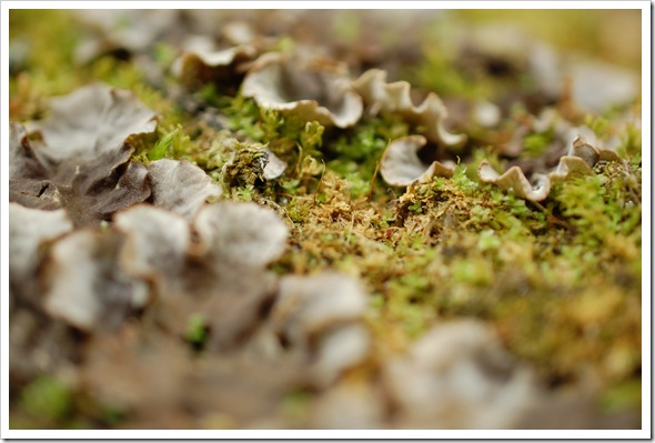 LICHENSCAPES (5)
