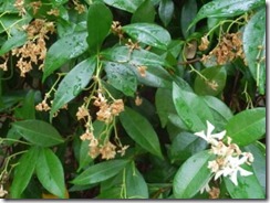 Rhyncospernum ( jasmin) perde a flor perde o cheiro.Jul.2013 Rhyncospernum ( jasmin) perde a flor perde o cheiro.Jul.2013