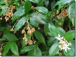 Rhyncospernum ( jasmin) perde a flor perde o cheiro.Jul.2013