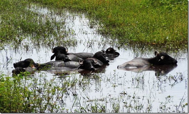 Pantanal_DSC08432