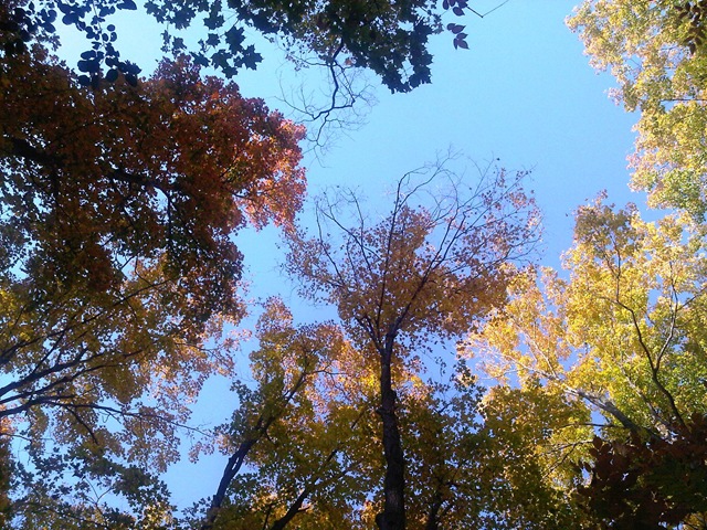 [IMG00242-20101010-1640%255B4%255D.jpg]