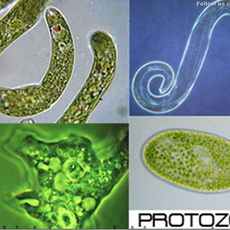Ciri-ciri Protozoa: Protista Mirip Hewan