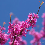 IMG_4690.jpg