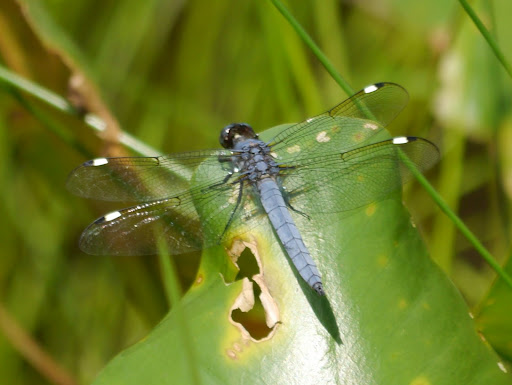 P1070571