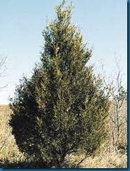 juniper juniper