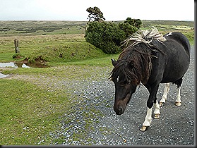 dartmoor 048