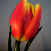 Tulips10 Watercolor.jpg