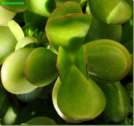 foglie crassula ovata