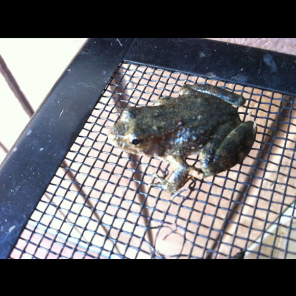 Spotting Image 1