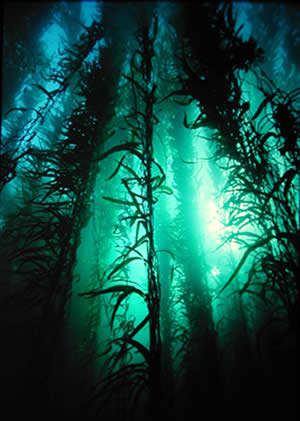 Tasmania's giant underwater kelp forests (Macrocystus pyrifera) have been nominated as a 'Threatened Ecological Community' under the federal Environment Protection and Biodiversity Conservation Act 1999. N. Barrett
