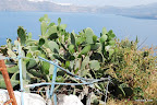 You'll have to get through this barb wire if you want to get pricked by a catus