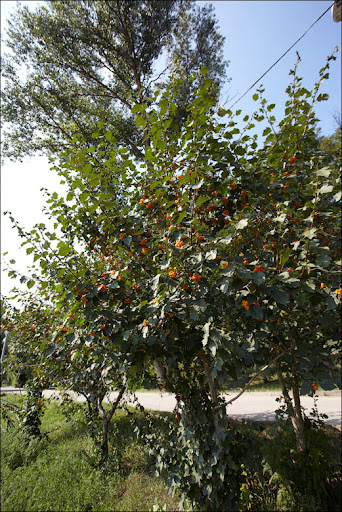 IMG_9387.jpg