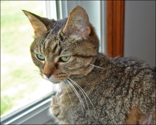 Martin in the window Martin in the window