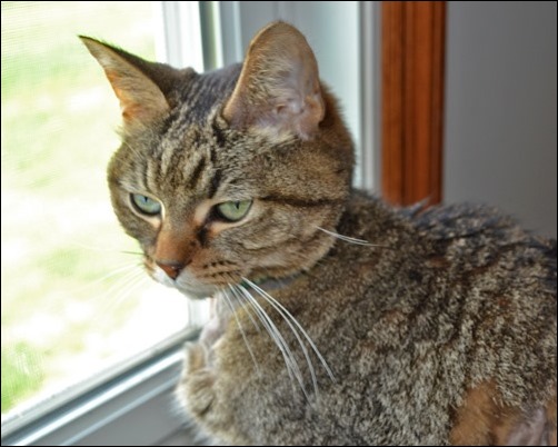 Martin in the window