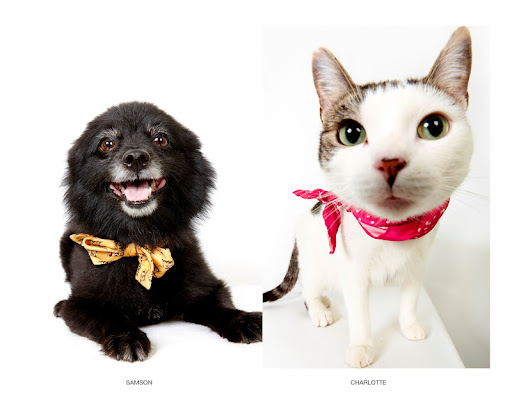Samson and Charlotte...
waiting to be adopted at The Humane Society of New York.
See link at end of blog post for more details.
Photo by Richard Phibbs. Samson and Charlotte...
waiting to be adopted at The Humane Society of New York.
See link at end of blog post for more details.
Photo by Richard Phibbs.
