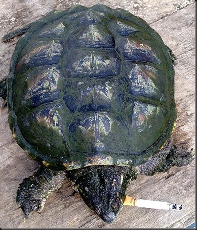 Turtle