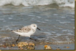 SANDERLING