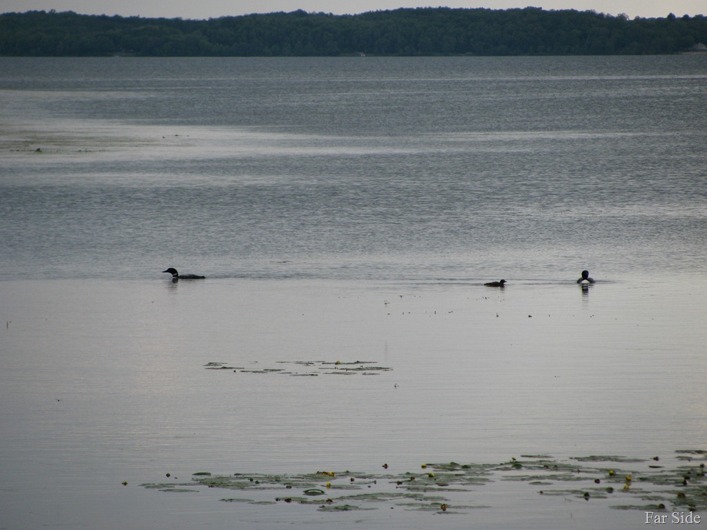 [Loons%2520on%2520Shell%2520Lake%255B9%255D.jpg]