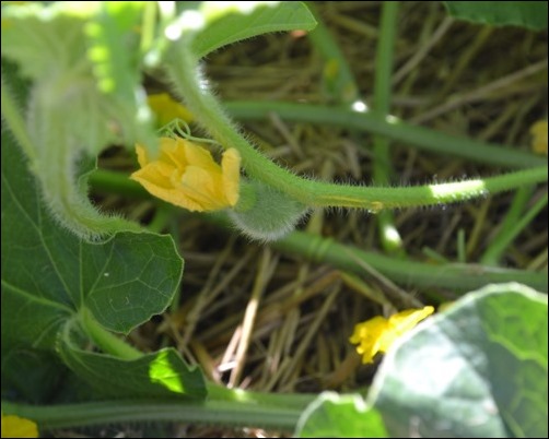 cantaloupe cantaloupe