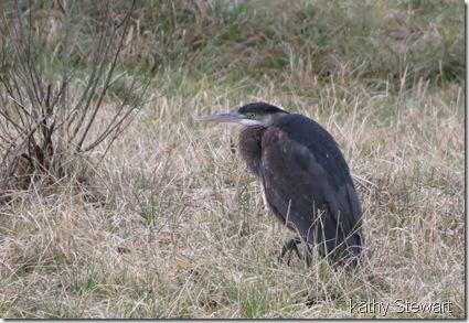 Heron in the grass