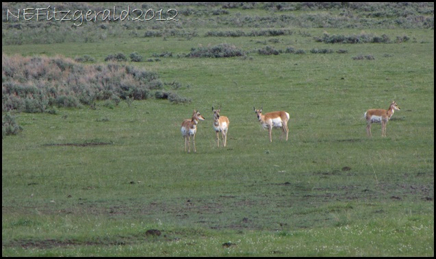 IMG_1779 Pronghorn IMG_1779 Pronghorn