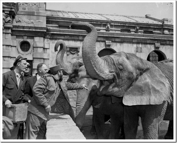 fidel-castro-bronx-zoo-1959 (1) fidel-castro-bronx-zoo-1959 (1)