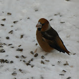 Birds - Ptaki