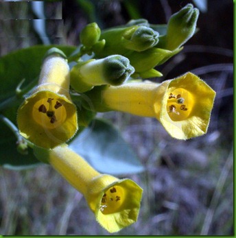 Nicotianaglauca Nicotianaglauca