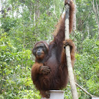 Rauchen ist ungesund, das weiss doch jeder Affe!