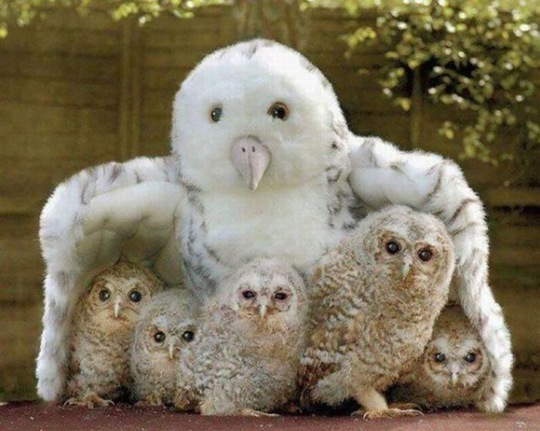 [funny-animals-cute-16%255B2%255D.jpg]