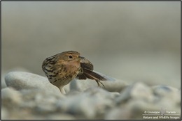Pispola-gola-rossa---Red-Throated-Pipit-(Anthus-cervinus)-041611__DM37783