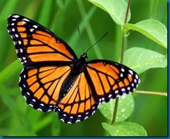 Viceroy Butterfly-1