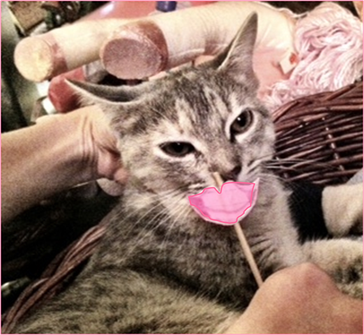 [cat%2520stache%25202.jpg%255B14%255D.png]