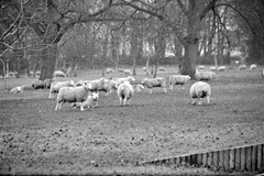 Sheep-at-Riseholme-2