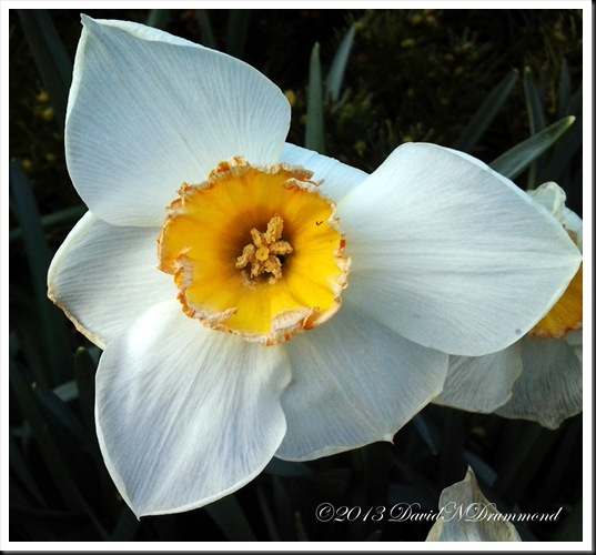 beautiful yellow and white daffodil