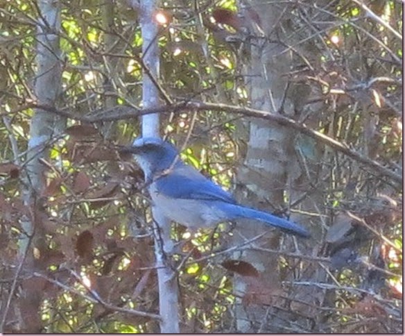 scrubjayIMG_2107