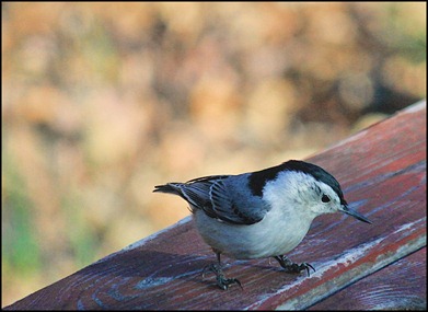 Nuthatch5 Nuthatch5