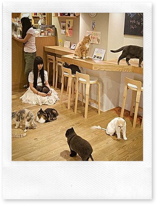art-Cat-Cafe-Osaka-1 art-Cat-Cafe-Osaka-1