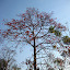 Wild kapok tree