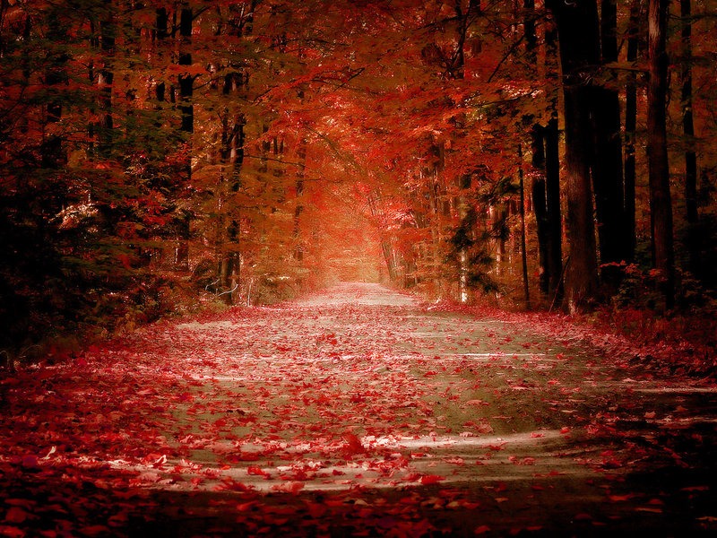 [Autumn_by_sican%255B4%255D.jpg]