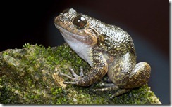 GAVI NIGHT FROG- Nyctibatrachus gavi GAVI NIGHT FROG- Nyctibatrachus gavi