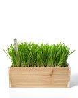 Kitty grass is both yummy and healthy... minimalist kitties seem to like the straight lines and simple look as well.